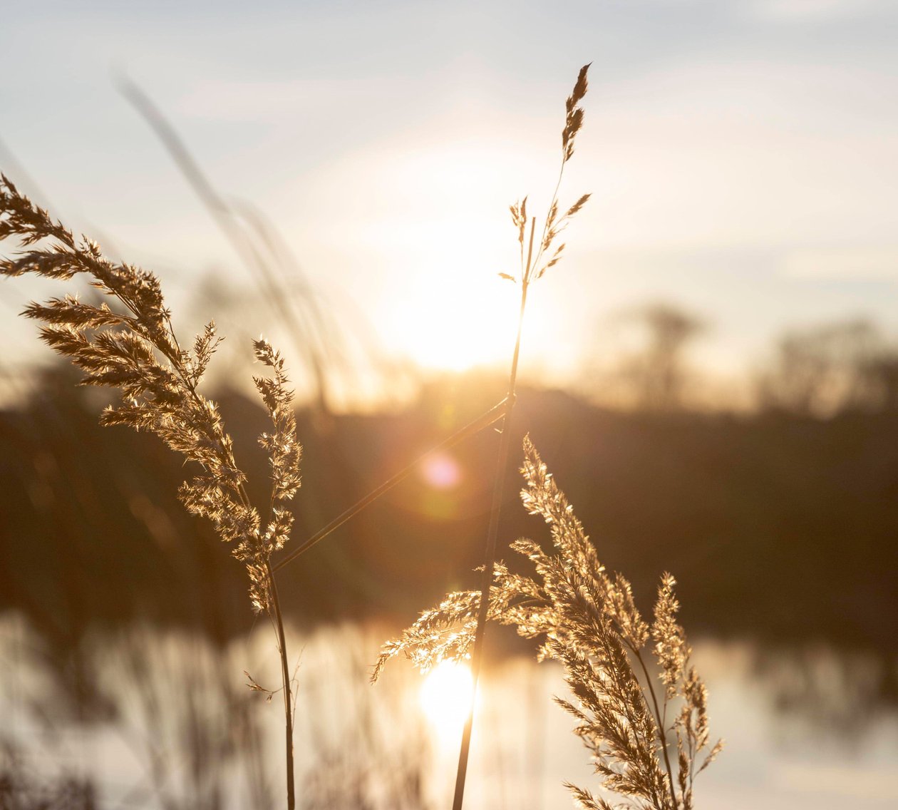 wheat against a sunset